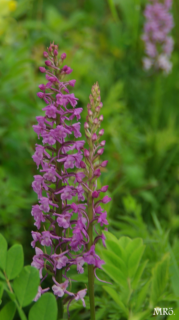 Mücken-Händelwurz ( Gymnadenia conopsea )