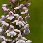 Mücken-Händelwurz (Gymnadenia conopsea)