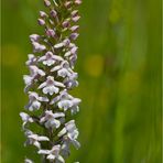 Mücken-Händelwurz (Gymnadenia conopsea)-.