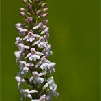 Mücken-Händelwurz (Gymnadenia conopsea)