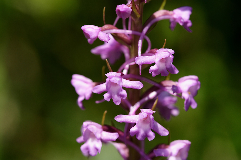 Mücken-Händelwurz (Gymnadenia conopsea)