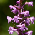 Mücken-Händelwurz (Gymnadenia conopsea)