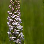 Mücken-Händelwurz (Gymnadenia conopsea)-.......