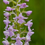 Mücken-Händelwurz (Gymnadenia conopsea)..