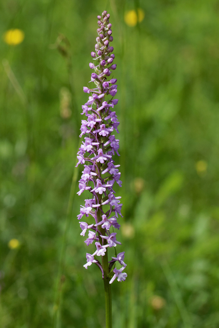 Mücken-Händelwurz (Gymnadenia conopsea)