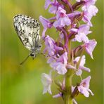 Mücken-Händelwurz (Gymnadenia conopsea) ..