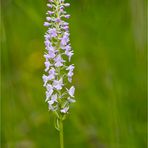 Mücken-Händelwurz (Gymnadenia conopsea).