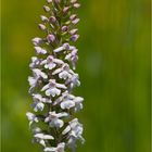 Mücken-Händelwurz (Gymnadenia conopsea)