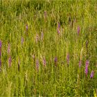 Mücken-Händelwurz (Gymnadenia conopsea).........