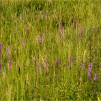 Mücken-Händelwurz (Gymnadenia conopsea).........