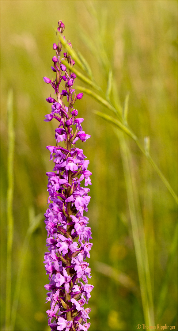 Mücken-Händelwurz (Gymnadenia conopsea) .