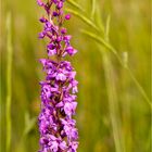 Mücken-Händelwurz (Gymnadenia conopsea) .