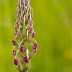 Mücken-Händelwurz (Gymnadenia conopsea) .