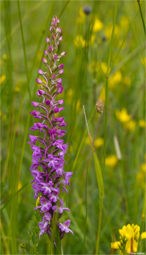 Mücken-Händelwurz (Gymnadenia conopsea) .