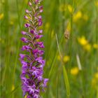 Mücken-Händelwurz (Gymnadenia conopsea) .