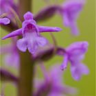 Mücken-Händelwurz (Gymnadenia conopsea).. Detail