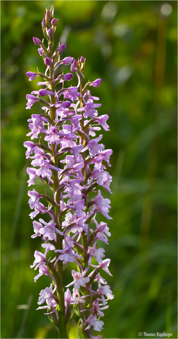 Mücken-Händelwurz (Gymnadenia conopsea).. ... .