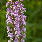 Mücken-Händelwurz (Gymnadenia conopsea).. ... .