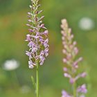 Mücken-Händelwurz (Gymnadenia conopsea)