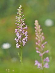 Mücken-Händelwurz (Gymnadenia conopsea)