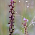 Mücken-Händelwurz (Gymnadenia conopsea)