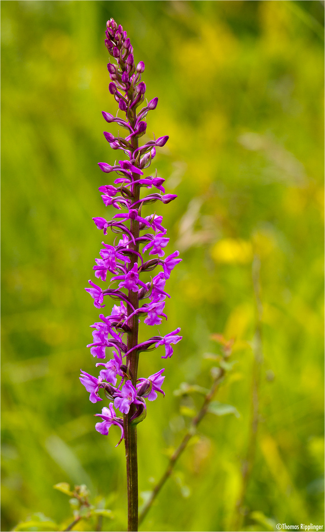 Mücken-Händelwurz (Gymnadenia conopsea).