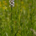 Mücken-Händelwurz (Gymnadenia conopsea).