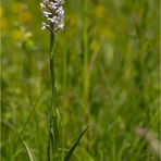 Mücken-Händelwurz (Gymnadenia conopsea).