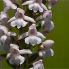 Mücken-Händelwurz (Gymnadenia conopsea) ..