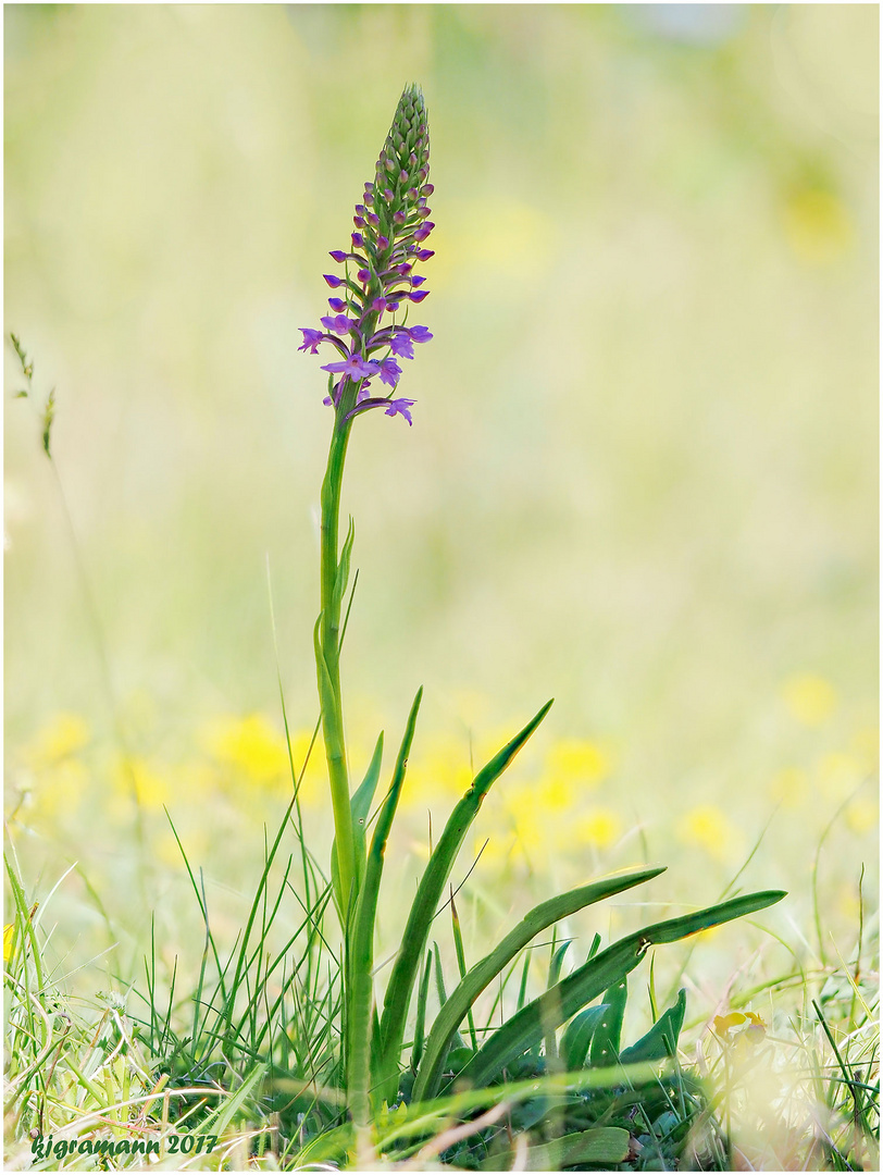 mücken-händelwurz (gymnadenia conopsea) II .....