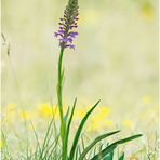 mücken-händelwurz (gymnadenia conopsea) II .....