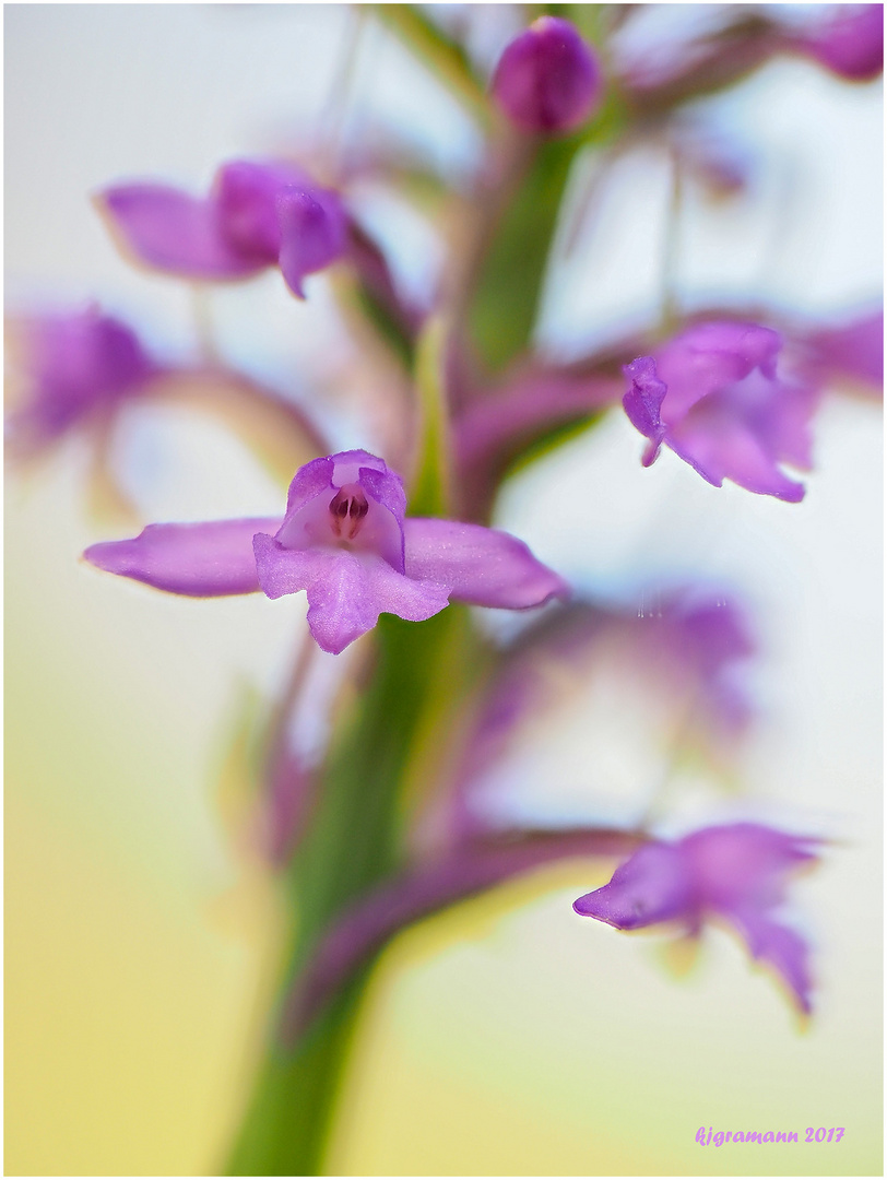 mücken-händelwurz (gymnadenia conopsea) III ..... 