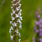 Mücken-Händelwurz (Gymnadenia conopsea) in Weiß