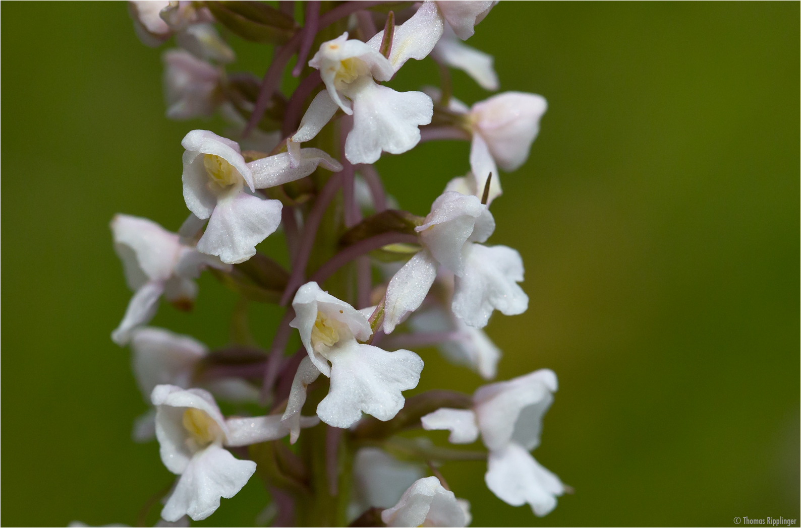 Mücken-Händelwurz (Gymnadenia conopsea) in Weiß Details