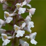 Mücken-Händelwurz (Gymnadenia conopsea) in Weiß Details