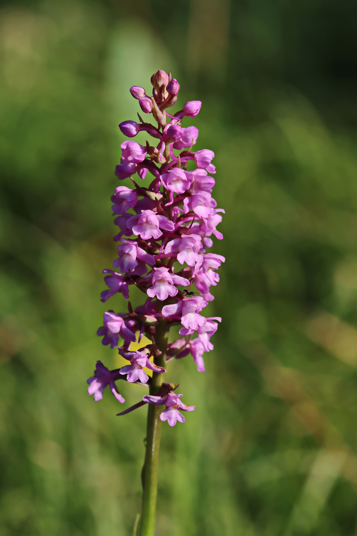 Mücken-Händelwurz,Gymnadenia conopsea