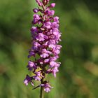 Mücken-Händelwurz,Gymnadenia conopsea