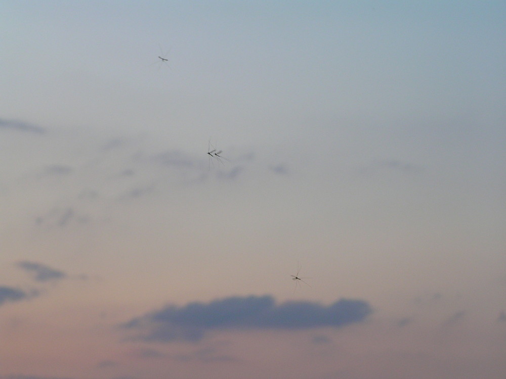 Mücken im freien Flug