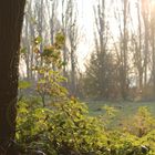 Mücken im Herbst