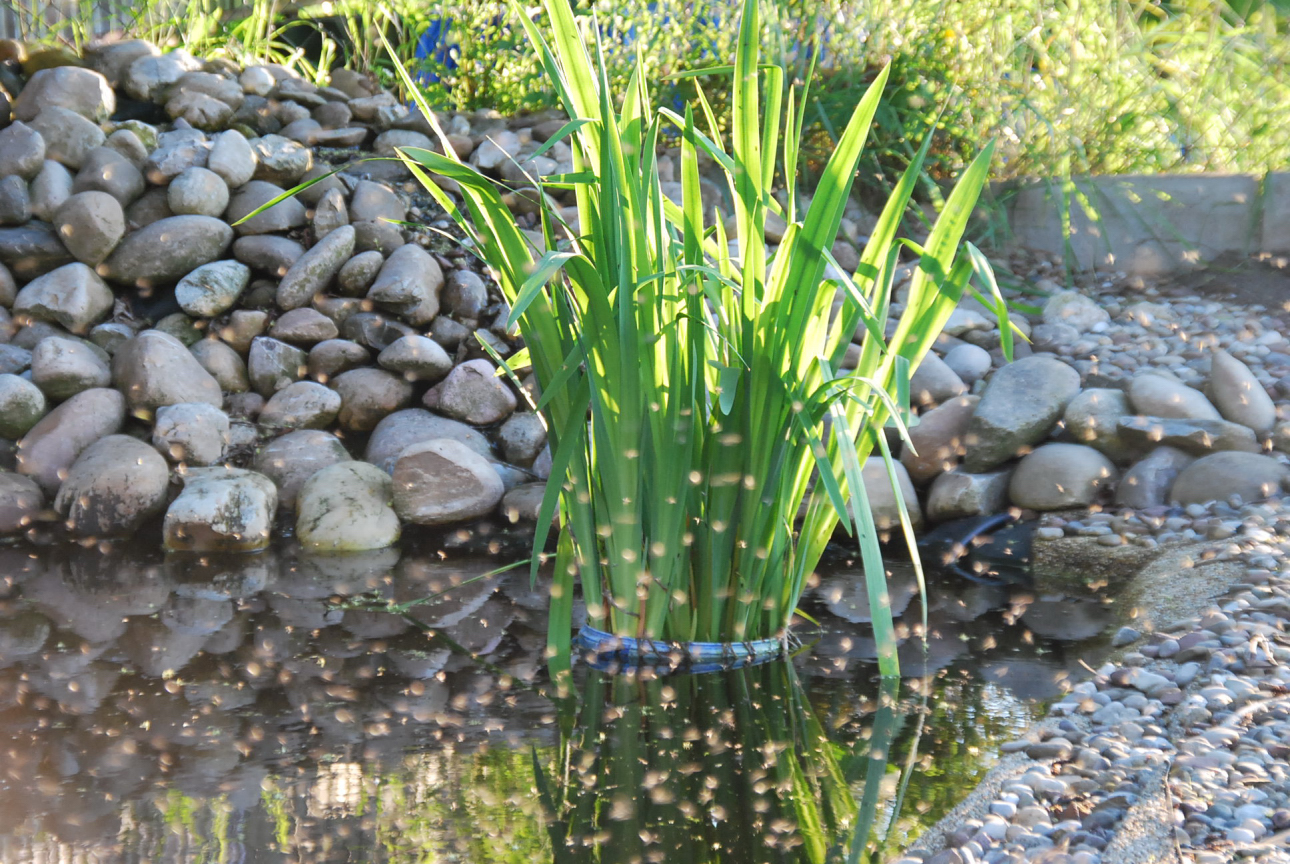 Mücken in der Abendsonne