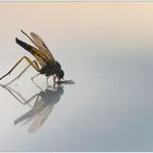 Mücken-Spiegelung auf dem Autodach