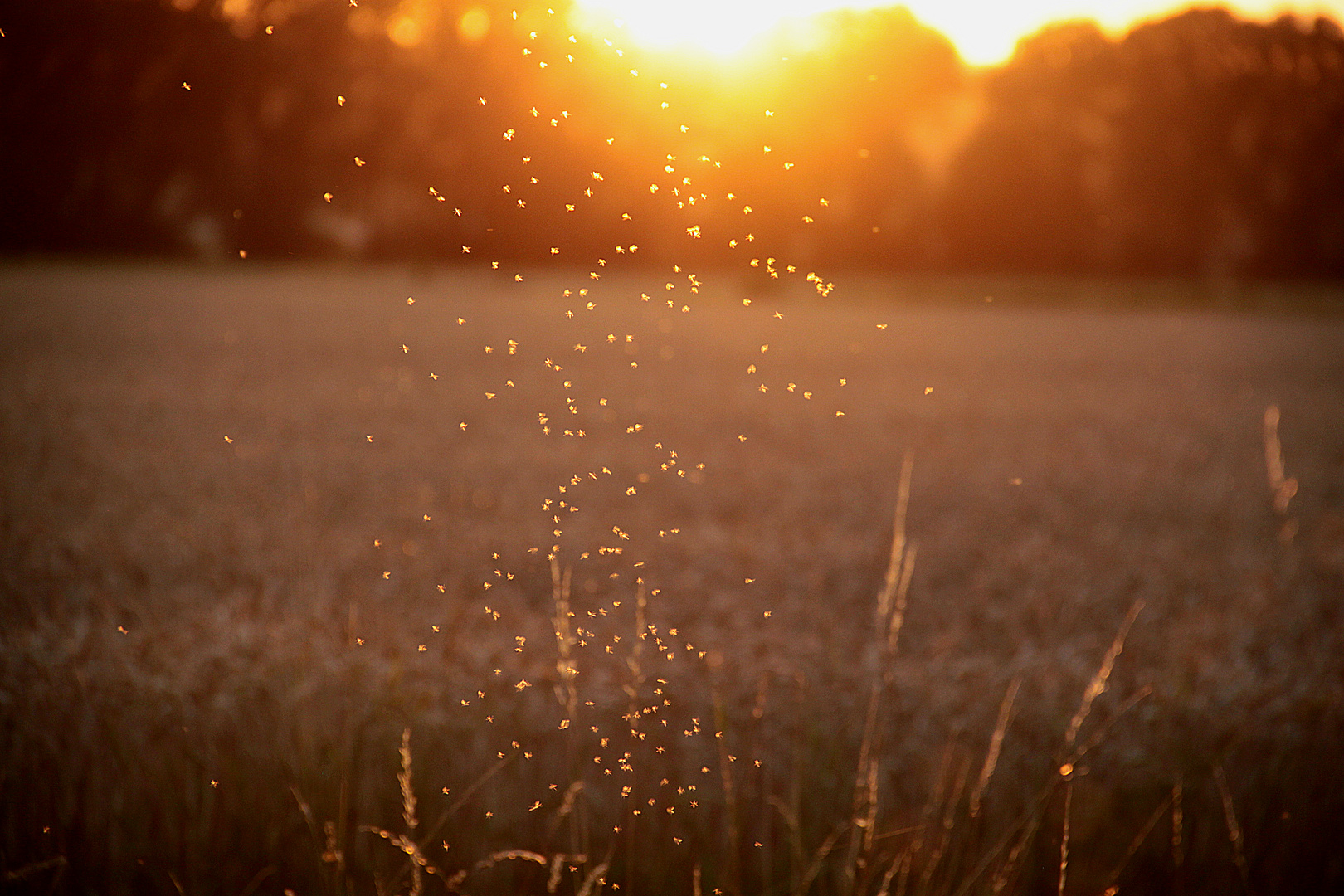 Mücken tanzen in der Abendsonne