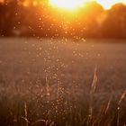 Mücken tanzen in der Abendsonne