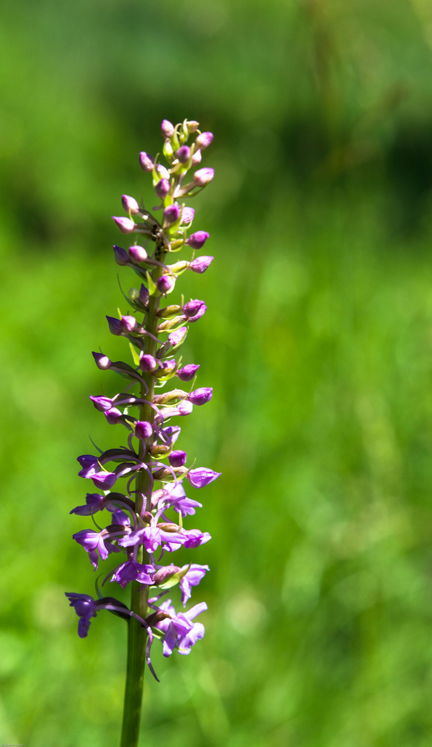 Mückenhändelwurz, Gymnadenia conopsea