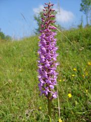 Mückenhändelwurz (Gymnadenia conopsea) bei Marsberg