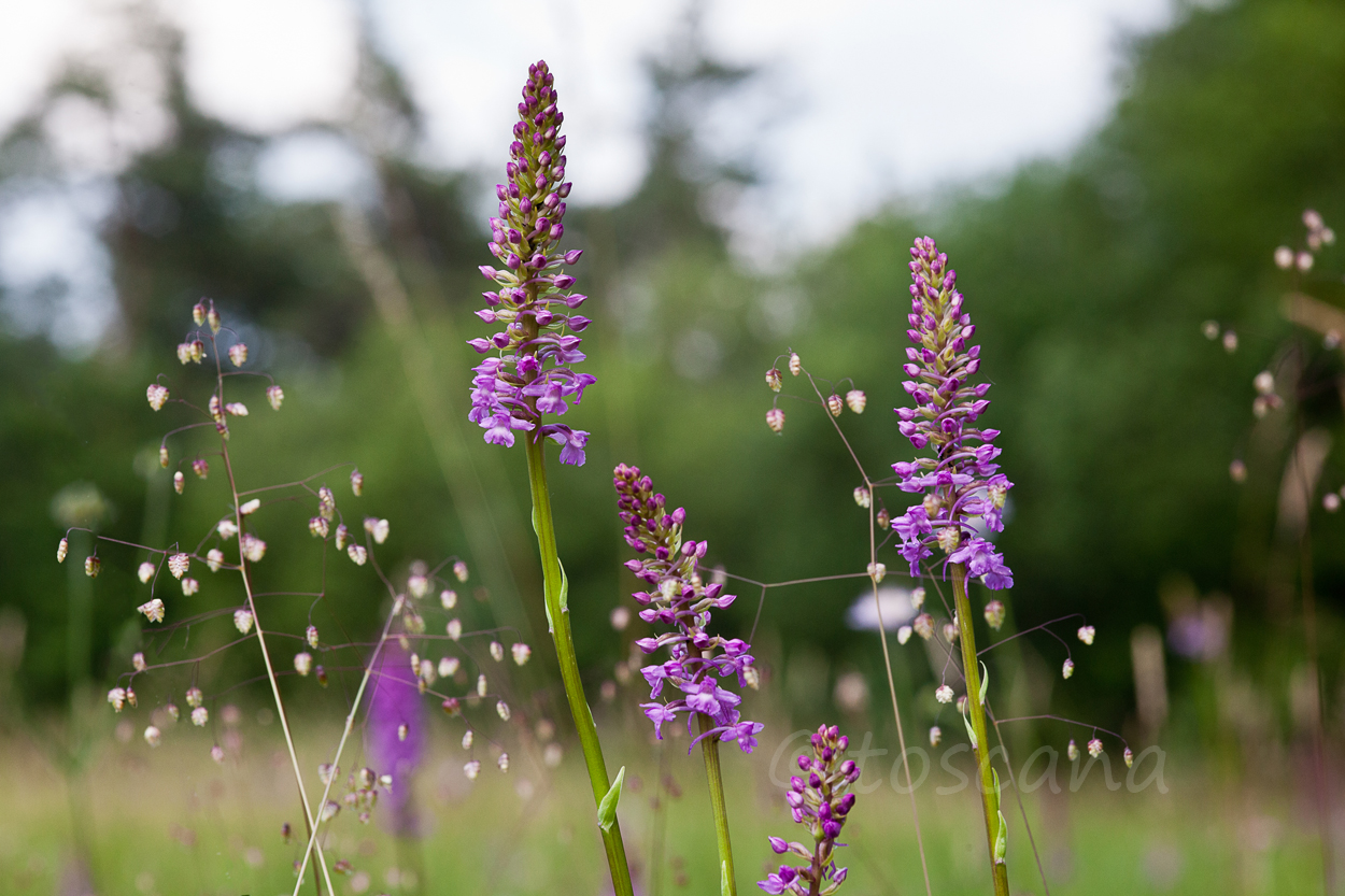 Mückenhändelwurz, wild wachsende Orchidee