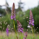 Mückenhändelwurz, wild wachsende Orchidee