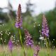 Mckenhndelwurz, wild wachsende Orchidee