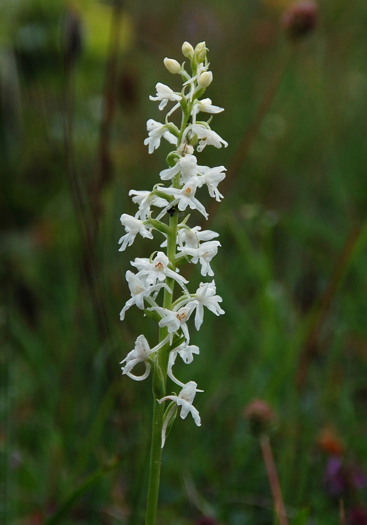 Mückenhändelwurz/Albino - Sauerland - 19.6.11