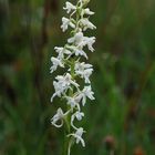 Mückenhändelwurz/Albino - Sauerland - 19.6.11